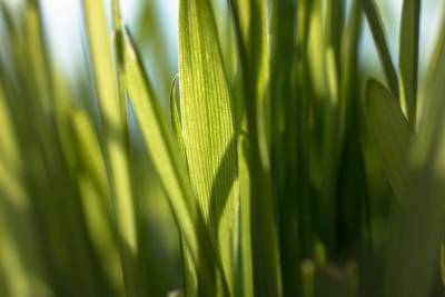 Ученые нашли способ сделать сорняк-пырей экологическим суперпродуктом