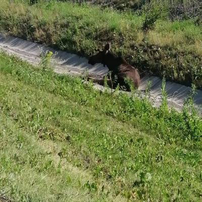 В Кузбассе водитель сбил на трассе лося и скрылся с места ДТП