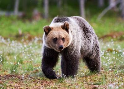 Мужчина серьезно пострадал после нападения медведя на Камчатке