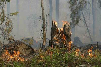 Greenpeace призывает правительство остановить пожарную катастрофу в Сибири