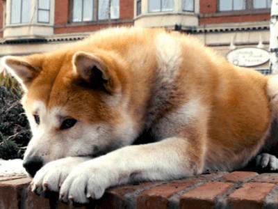 Любимые фильмы о собаках назвали россияне