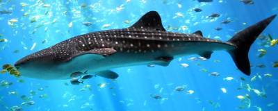 У китовой акулы на глазах японские ученые обнаружили зубы