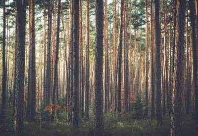 Ученые определили последствия средневековой чумы с помощью деревьев