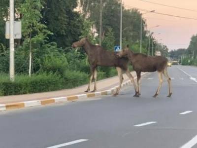 В пригороде Киева заметили гуляющую лосиху с детенышем