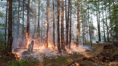 В Якутии ввели режим ЧС в связи с лесными пожарами
