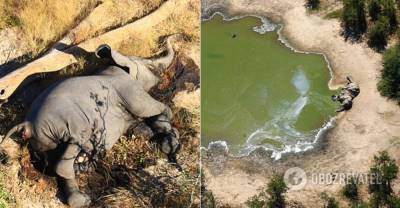 В Африке массово вымерли слоны: подозревают коронавирус. Фото 18+ | Мир | OBOZREVATEL
