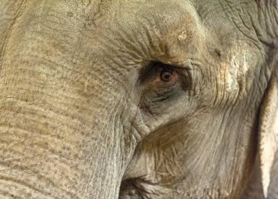 350 слонов погибли по неизвестной причине в Африке