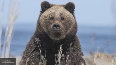 На Камчатке рыбаки спасли приятеля от разъяренного медведя