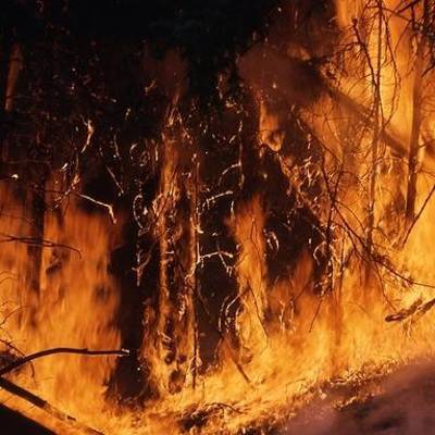 Около 200 тыс гектаров леса охвачено огнем в шести районах Камчатки