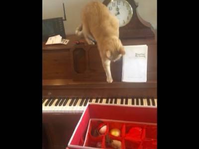 Незапланированный шедевр: котик хотел прыгнуть с пианино и стал звездой интернета