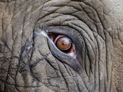 «Ходили кругами у водоемов»: в Ботсване при загадочных обстоятельствах погибли 350 слонов