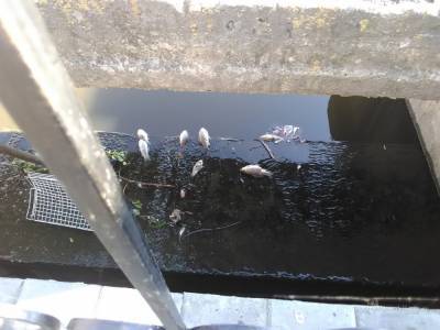 Рыба продолжает гибнуть в Комсомольском пруду Липецка (фото)