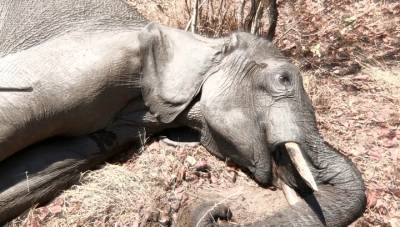 В Ботсване у водопоев стали загадочно умирать сотни слонов