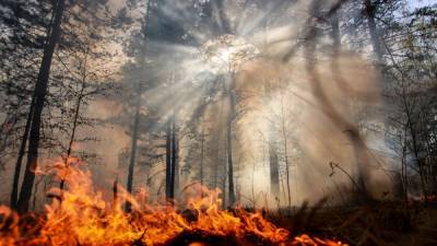 Greenpeace требует остановить "пожарную катастрофу" в Сибири
