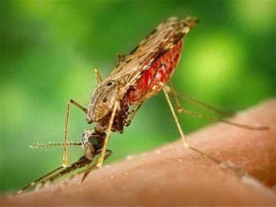 Финские ученые нашли новый вид комаров-переносчиков малярии