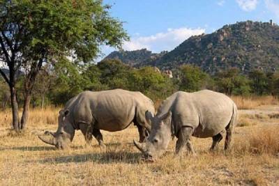 В Крыму нашли останки огромного древнего носорога