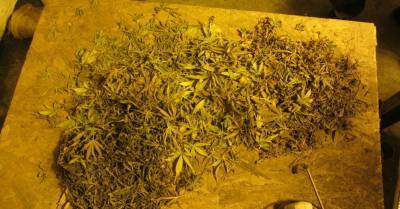Под Даугавпилсом нашли плантацию марихуаны, также изъяты гашиш и амфетамин