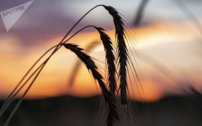 Власти Армении поддержат закупку семенной пшеницы