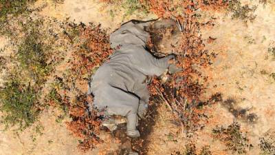 Не менее 350 слонов погибли в Ботсване при загадочных обстоятельствах
