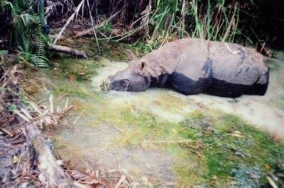 Жители острова Ява засняли на видео купание и игры в воде редкого носорог