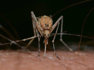Эксперт: Обилие комаров в Москве может позитивно сказаться на популяции птиц