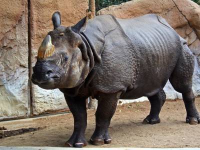 «Хит из соцсетей»: на острове Ява сняли купание редкого носорога