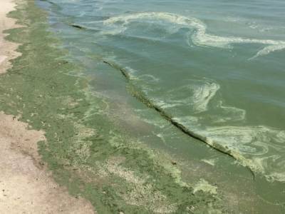 Экологи сообщили, сколько нужно будет терпеть «зеленое море» в Одессе