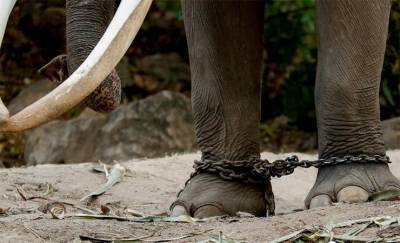 В Ботсване за последних два месяца погибли сотни слонов. Коронавирус?