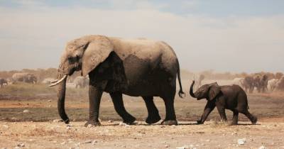 350 слонов умерли при загадочных обстоятельствах в Ботсване