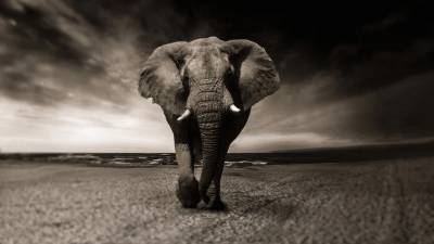В Африке 350 слонов погибли при загадочных обстоятельствах