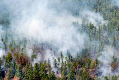 Greenpeace предупредил о риске повторения большого пожара в Сибири в 2020 году