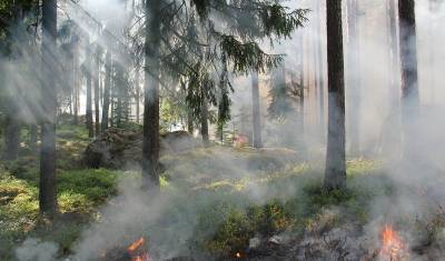 Greenpeace собирает подписи, чтобы власти обратили внимание на лесные пожары в Сибири