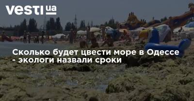 Сколько будет цвести море в Одессе - экологи назвали сроки