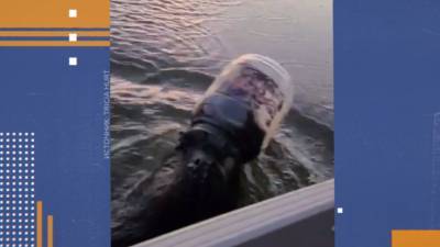 Американец освободил от пластикового контейнера медведя, переплывающего озеро