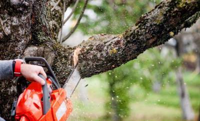 В Речицком районе коммунальник сфальсифицировал доказательства по делу о незаконном удалении деревьев и попал под уголовку