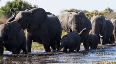 Массовая гибель слонов произошла в африканской Ботсване