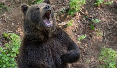На Сахалине медведь покусал за ноги залезшего на дерево мужчину