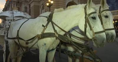 "Неестественные" лошади в центре Одессы разозлили зоозащитников: "Ради развлечений и прибыли"