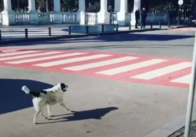 Бездомный пес стал звездой интернета, видео: каждый день переводит детей через дорогу