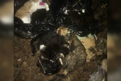 В России нашли мешки с десятками трупов искалеченных животных
