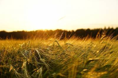 Agrarheute: новости из России обрушили цены на украинское зерно