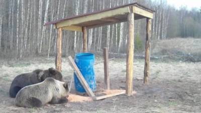 Фотоловушка засняла трапезу медвежат в двух районах Ленобласти