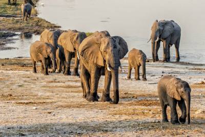 В Ботсване происходит необъяснимая массовая гибель слонов. Ученые предполагают, что у животных поражается нервная система