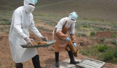 В граничащих с Россией районах Монголии ввели карантин из-за вспышки бубонной чумы