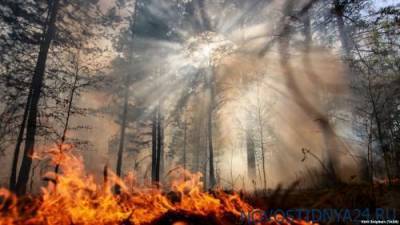 Greenpeace требует остановить «пожарную катастрофу» в Сибири