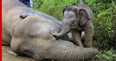 Объявлена шокирующая версия массовой гибели слонов в Ботсване