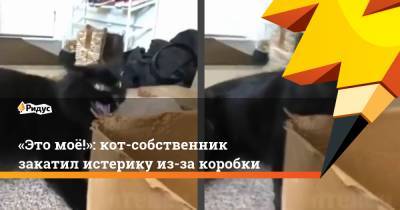 «Это моё!»: кот-собственник закатил истерику из-за коробки