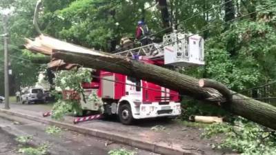 В Петербурге за два дня ветром повалило 126 деревьев
