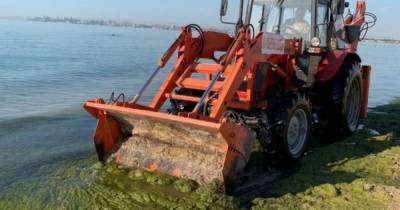 Цветение моря в Одессе: с пляжа убрали 30 кубометров водорослей (3 фото)