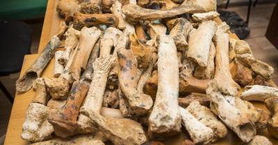Кости древнего носорога нашли в крымской пещере